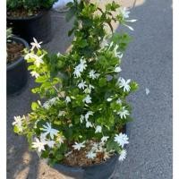 ราคา ต้นมะลุลีไม้ดอกหอม หอมทั้งวัน กระถาง10นิ้ว (28328831305)