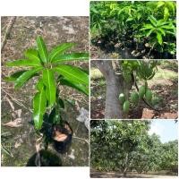 ราคา ต้นเขียวเสวยหรือต้นมะม่วงเขียวเสวย ต้นสูง50 70ซม ไม้มีประโยชน์ สรรพคุณมากมายสารพัดประโยชน์ ไม้น่าปลูก (28181802880)