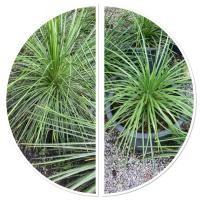 ราคา ต้นอากาเว่ เจมินี่ ไม้ประดับและจัดสวน กระถาง11 (27738277623)