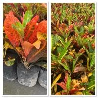 ราคา ต้นโกสนสาวเชียงใหม่ ไม้มงคล ถุงเพาะ4นิ้ว (27388710697)