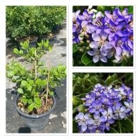 ราคา ต้นแก้วเจ้าจอม ต้นไม้มงคล เสริมความเป็นสิริมงคล กระถาง10นิ้ว (27339525509)