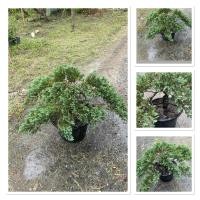 ราคา ต้นสนเลื้อย สนเลื้อย Juniperus Procombensไม้มงคล ทรงบอนไซ ทรงสวย กระถาง15นิ้ว (27291903718)