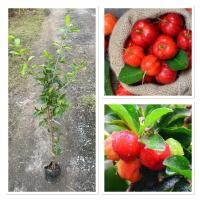 ราคา ต้นเชอรี่ไทย กิ่งตอน รากแน่น พร้อมปลูก ต้นพันธ์ุแข็งแร็ง 60 80 cm (27141879983)