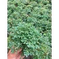 ราคา ต้นเฟิร์นกนกนารีเลื้อย ไม้ประดับ นิยมปลูกประดับบ้านและสวน กระถาง 4 นิ้ว (26788410829)