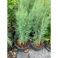 ราคา ต้นสนชมพูไม้มงคล กระถาง10 (26681375386)