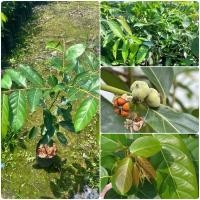 ราคา ต้นมันปู ต้นสูง50 70 ผักพื้นบ้านและสมุนไพร สมุนไพรเพื่อสุขภาพ ประโยชน์มากมาย สรรพคุณอีกเพียบ (26531944692)