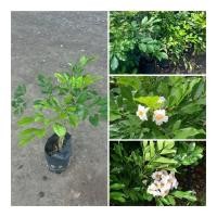 ราคา ต้นปีบยูนานหรือ ปีบไหหนาน ต้นสูง30 50ซม ไม้ประดับเหมาะสำหรับทำสวน ไม้มงคล ดอกสวย (26481341055)