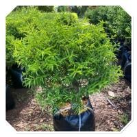 ราคา ต้นโมกเวียดนาม ต้นโมกเวียดนามแคระ ต้นสูง30 40ซม นิยมนำมาทำบอนไซ ไม้มงคล ทรงพุ่มสวยงาม (26434113078)