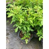 ราคา ต้นมะตูมแขกหรือมะตูมซาอุ พืชสมุนไพรกระถาง11 (26392016738)