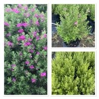 ราคา ต้นนีออนใบเขียว ถุงเพาะ8 (26185838557)