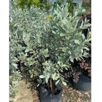 ราคา ต้นกระดุมไม้ใบเงิน Silver bottonwood ต้นไม้สีเงิน 80 90cm (26137981755)