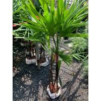 ราคา ต้นจั๋งไม้ฟอกอากาศดูดสารพิษสูง ต้นสูง80 100ซม ไม้ประดับในร่มยอดนิยม ฟอร์มต้นสวยหรู ดูแลง่าย (26134117814)