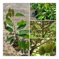 ราคา ต้นทุเรียนหมอนทอง ต้นหมอนทอง ต้นสูง40 60ซม สรรพคุณเยอะ ประโยชน์มากมาย น่าปลูกไว้ติดบ้าน ต้นสวยแข็งแรง (26131675367)