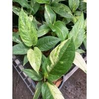 ราคา โชคเก้าชั้นใบด่างกระถาง6 ไม้โชว์ใบ (26131364219)