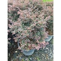 ราคา ต้นหงส์ฟู่ ต้นมั่งมีศรีสุขไม้มงคลเสริมโชคลาภ พุ่มใหญ่สวยตามรูป กระถาง 15 นิ้ว (25944727214)