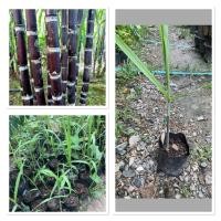 ราคา ต้นกล้าอ้อยดำ อ้อยดำไต้หวัน อ้อยดำไม้มงคล (44415329775)