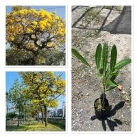 ราคา ต้นเหลืองปรีดียาธรหรือต้นตาเบบูญ่า ต้นสูง30 50ซม ไม้ดอกไม้ประดับที่ขึ้นชื่อเรื่องความงาม ไม้ให้ร่มเงา ต้นสวยแข็งแรง (43950131813)