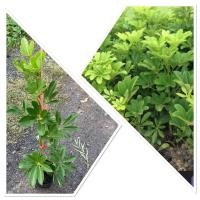 ราคา ต้นหนวดปลาหมึก ไม้ประดับ ไม้ฟอกอากาศ กรองสารพิษ 60 80cm (43256740948)