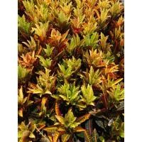 ราคา ต้นโกสนสาวเชียงใหม่ ไม้มงคล ต้นสูง15 20ซม ถุงเพาะ5นิ้ว (42801954805)