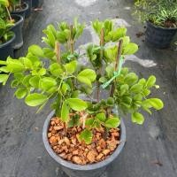 ราคา ต้นแก้วเจ้าจอม ไม้มงคล กระถาง 10 นิ้ว (42570785790)