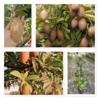 ราคา ละมุด กระสวยมาเลย์ ต้นสวย พร้อมส่ง 80 100cm ส่งแบบถุงเพาะนะคะ (42457053753)