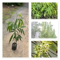 ราคา ต้นอโศก ต้นอโศกอินเดีย ต้นสูง50 70ซม ไม้ประดับยอดนิยม ดูแลรักษาง่าย ทนแดด ทนฝน เหมาะสำหรับปลูกเป็นแนวรั้วหรือกำแพงต้นไม้ (41852840598)