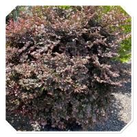 ราคา ต้นหงส์ฟู่ ต้นมั่งมีศรีสุข ต้นไม้มงคล ทรงพุ่มตามรูป 1 5เมตร กระถาง20นิ้ว (41112920305)