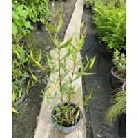 ราคา ต้นลำพู ต้นไม้เรียกหิ่งห้อย ไม้น้ำหายาก พร้อมส่ง (40552371999)