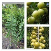 ราคา มะขามป้อมยักษ์ สมุนไพรยอดฮิต ตลอดกาล ต้นพันธิุ์แข็งแร็ง พร้อมปลูก ผลดก ออกลูกเร็ว 100 120cm (29738685061)
