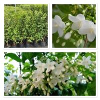 ราคา ต้นโมก ต้นโมกพวงรั้ว ไม้ประดับ นิยมปลูกทำรั้ว 80 100 cm (29037173991)