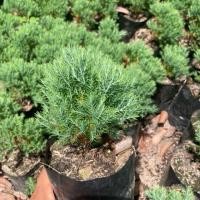 ราคา ต้นสนบอม นิยมทำไม้จิ๋วบอนไซ รากแน่น รากเต็ม พร้อมส่ง 15 20cm (28684090445)