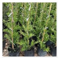 ราคา ต้นสนใบพาย สนจักรพรรดิ์ หลิวอรหันต์ ไม้มงคล 100cmถุงเพาะ8 (28635323746)