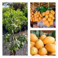 ราคา ต้นมะยงชิด ทาบกิ่งพร้อมออกลูก 80 100cm (27930554826)