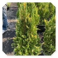 ราคา สนแซมทอง Chinese Juniper หรือสนพลุทอง 70 90cmกระถาง15 (26780968420)