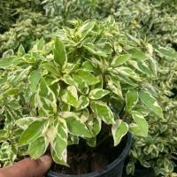 ราคา ต้นบุษบาฮาวาย บุษบาพารวย ไม้มงคล กระถาง5 5นิ้ว (26387729508)