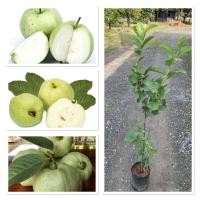 ราคา ต้นฝรั่งกิมจู หวาน กรอบอร่อย แบบกิ่งตอน รากแน่น พร้อมปลูก บางต้นติดลูกมาแล้ว 80 100cm (25247702325)