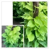 ราคา ต้นพลูสีทอง ไม้ประดับ ไม้ฟอกอากาศ กระถาง12 (25245870716)