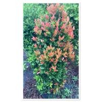 ราคา ต้นคริสติน่าไม้มงคล ไม้ประดับใบสวยสูง1 5cm (47500417046)