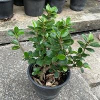 ราคา ต้นช้อนเงิน ช้อนทอง เป็นไม้มงคล ไม้บอนไซ ไม้ยอดนิยม กระถาง6 (41509901745)