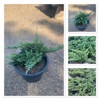 ราคา สนเลื้อย นิยมทำไม้บอนไซ กระถาง10นิ้ว (40250686320)