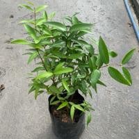 ราคา ผักเม็ก สเม็ดแดง ผักสวนครัวพื้นบ้าน ผักยอดนิยมของคนอีสาน กินกับลาบ น้ำพริก ปลาร้าบอง ส้มตำ ขนมจีนแซบอีหลีจ้า ถุงเพาะ5 (40209911099)