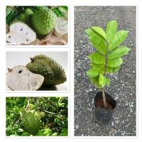 ราคา ต้นทุเรียนเทศ หรือทุเรียนน้ำ สุดยอดสรรพคุณมากประโยชน์ 30 50cm (28693495243)