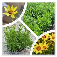 ราคา ต้นจันทร์ฉาย กระถาง10นิ้ว ต้นสูง20 40ซม ไม้ดอกหอม เสริมมงคลบ้าน นิยมปลูกประดับสวน ริมรั้วหรือในกระถาง ดอกสีเหลือง (27436268673)