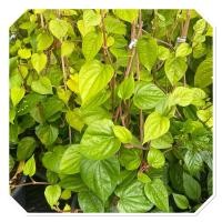 ราคา ต้นพลูเคี้ยวหมาก กระถาง10 (26981367727)