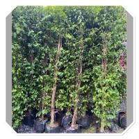 ราคา ต้นโมก ต้นโมกพวงรั้ว ไม้มงคล ไม้ประดับ นิยมปลูกแนวรั้ว 1 5เมตร (44353103238)