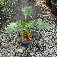 ราคา ต้นซานาดูXANADUไม้ฟอกอากาศ กระถาง8 (44350907691)