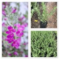 ราคา ต้นนีออน ไม้ประดับ ดอกสวยถุงเพาะ5 (44054194791)