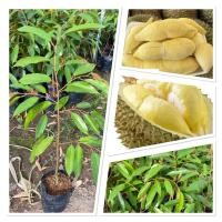 ราคา ต้นทุเรียนหมอนทอง สูง 60 80 ซม ต้นเสียบยอด ต้นพันธิ์แข็งแร็ง (43855428062)