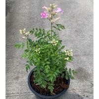 ราคา ต้นทองอุไรสีชมพู แฮปปี้เนส ชมพูฮาวาย เป็นไม้พุ่มเตี้ย ออกดอกทั้งปี ดอกมีสีชมพู กลิ่นหอม กระถาง10นิ้ว (43665388182)