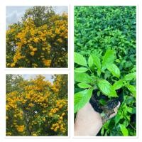 ราคา ต้นทองอุไร ดอกสร้อยทอง ไม้มงคล นิยมปลูกเป็นแนวรั้ว ขั้นต่ำ10ต้น (43651461529)